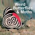 Cover: Weird Butterflies and Moths - Firefly Books Ltd