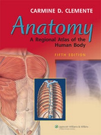 Abbildung von: Anatomy - Lippincott Williams and Wilkins
