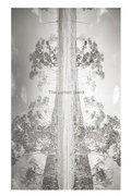 Cover: The Lumen Seed - Daylight Books