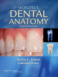 Abbildung von: WOELFEL'S DENTAL ANATOMY 7E - Lippincott Williams and Wilkins