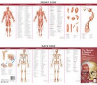 Abbildung von: Anatomical Chart Company's Illustrated Pocket Anatomy: The Muscular & Skeletal Systems Study Guide - Lippincott Williams and Wilkins