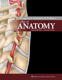 Abbildung von: Lippincott Williams & Wilkins Atlas of Anatomy - Lippincott Williams and Wilkins