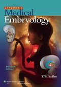 Bild: Langman's Medical Embryology - Lippincott Williams and Wilkins