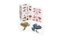 Cover: A Box of Frogs - Ivy Press