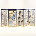 Cover: Birds of the New England Coast - Earth Sky + Water