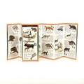 Cover: Land Mammals of the Northeast - Earth Sky + Water