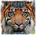 Cover: Predator Profiles Pack A of 6 - Raintree