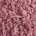Cover: Sch&ouml;nheit - comebeck limited