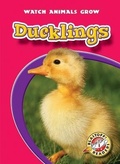 Cover: Ducklings - Blastoff! Readers