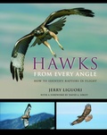 Cover: Hawks from Every Angle - Princeton University Press