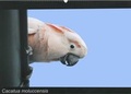 Cover: Kalender Molukkenkakadus - Arndt-Verlag bei AVES Publishing e.K.