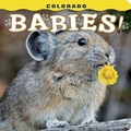 Cover: Colorado Babies! - Farcountry Press
