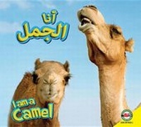 Enlarge image Cover: Camel - Av2 Arabic
