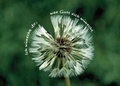 Cover: Postkarte "Pusteblume" - 5 St&uuml;ck - SCM
