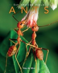 Cover: Ants - Aurora