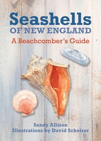 Enlarge image Cover: Seashells of New England - Globe Pequot Press