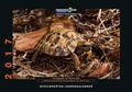 Cover: Schildkr&ouml;ten-Jahreskalender 2017 - Kleintierverlag
