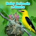 Cover: Baby Animals in Nests - Raintree