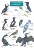 Cover: Guide to Summer Coastal Birds - Field Studies Council