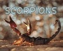 Cover: Scorpions - Raintree