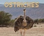 Cover: Ostriches - Raintree