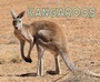 Cover: Kangaroos - Raintree