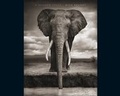 Cover: Shadow Falls, A - Harry N. Abrams, Inc.