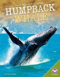 Cover: Humpback Whale - Abdo Publishing Company