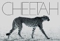 Cover: Cheetah - Damiani