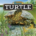 Cover: Turtle - Bearport Books