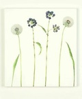 Cover: Halme, Rispen, Dolden_Beatrice Adler - DesignConcepts