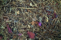 Enlarge image Cover: Steingesichter - Edition Patrick Frey