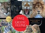 Cover: Tails from the Exotic Feline Rescue Center - Indiana University Press