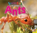 Cover: Ants - Av2