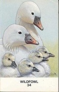 Cover: Wildfowl: v. 34 - Wildfowl Trust