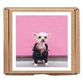Cover: Ella Bean the Dog GreenGift-Notes - teNeues Publishing Company