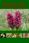 Cover: Wild Orchids of Wales - First Nature