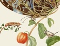 Cover: Maria Sibylla Merians Schmetterlinge - G&auml;stebuch - Gerstenberg