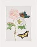 Cover: Maria Sibylla Merian - gerahmter Druck "Confederate Rose" - Gerstenberg