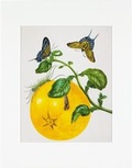 Cover: Maria Sibylla Merian - gerahmter Druck "Branch of Pomelo" - Gerstenberg