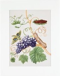 Cover: Maria Sibylla Merian - gerahmter Druck "Grape Vine" - Gerstenberg