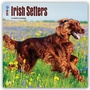 Bild: Irish Setters - Irish Setter 2018 - 18-Monatskalender mit freier DogDays-App - Brown Trout