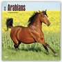 Bild: Arabians - Araber 2018 - 18-Monatskalender - Brown Trout
