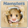 Bild: Hamsters - Hamster 2018 - Avonside Publishing Ltd