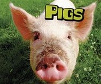 Enlarge image Cover: Pigs - Raintree