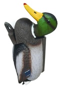 Cover: No New Kind of Duck - Diaphanes