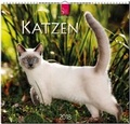 Cover: KATZEN - St&uuml;rtz
