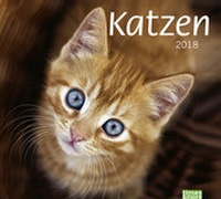 Bild vergrößern Bild: times&more Katzen Bildkalender - Kalender 2018 - Heye