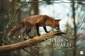 Cover: Sophies Wald Edition - Kalender 2018 - Heye