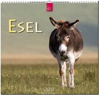 Abbildung von: ESEL - Stürtz